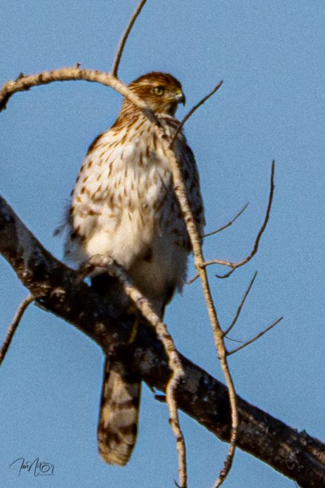 Cooper's Hawk - ML646365769