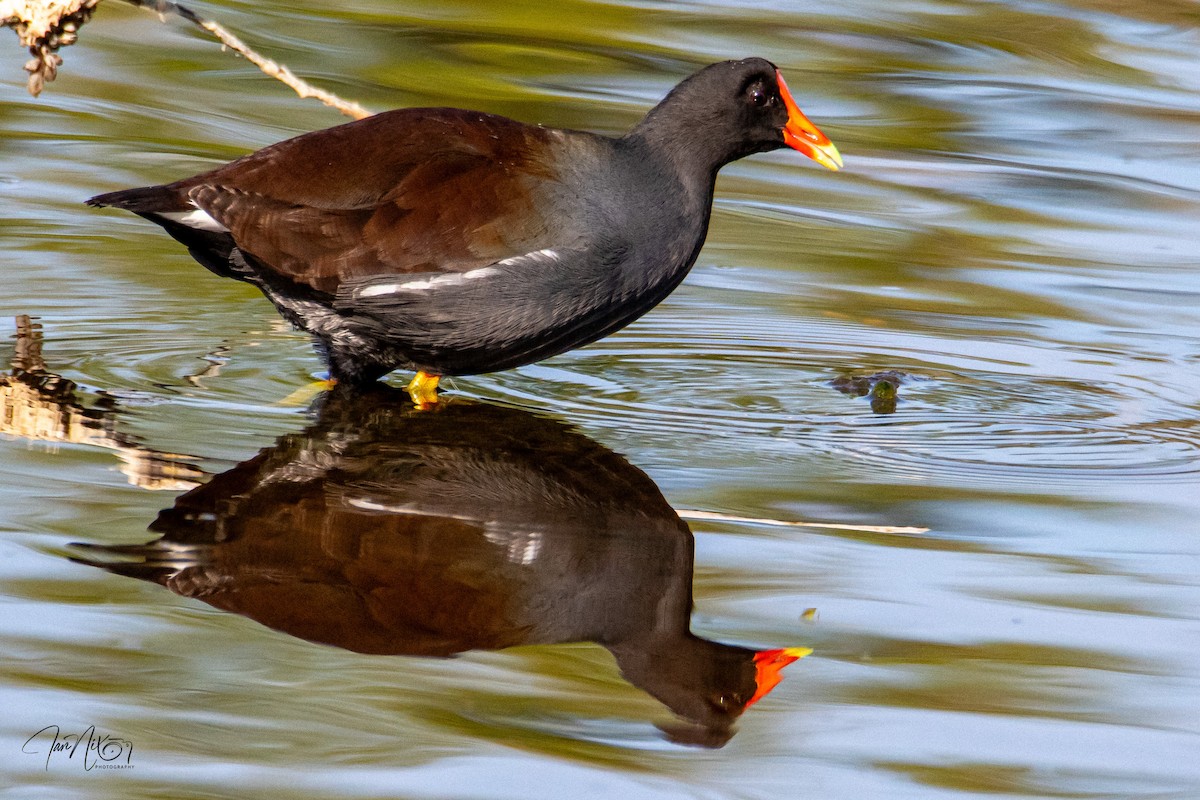 slípka americká - ML646365774