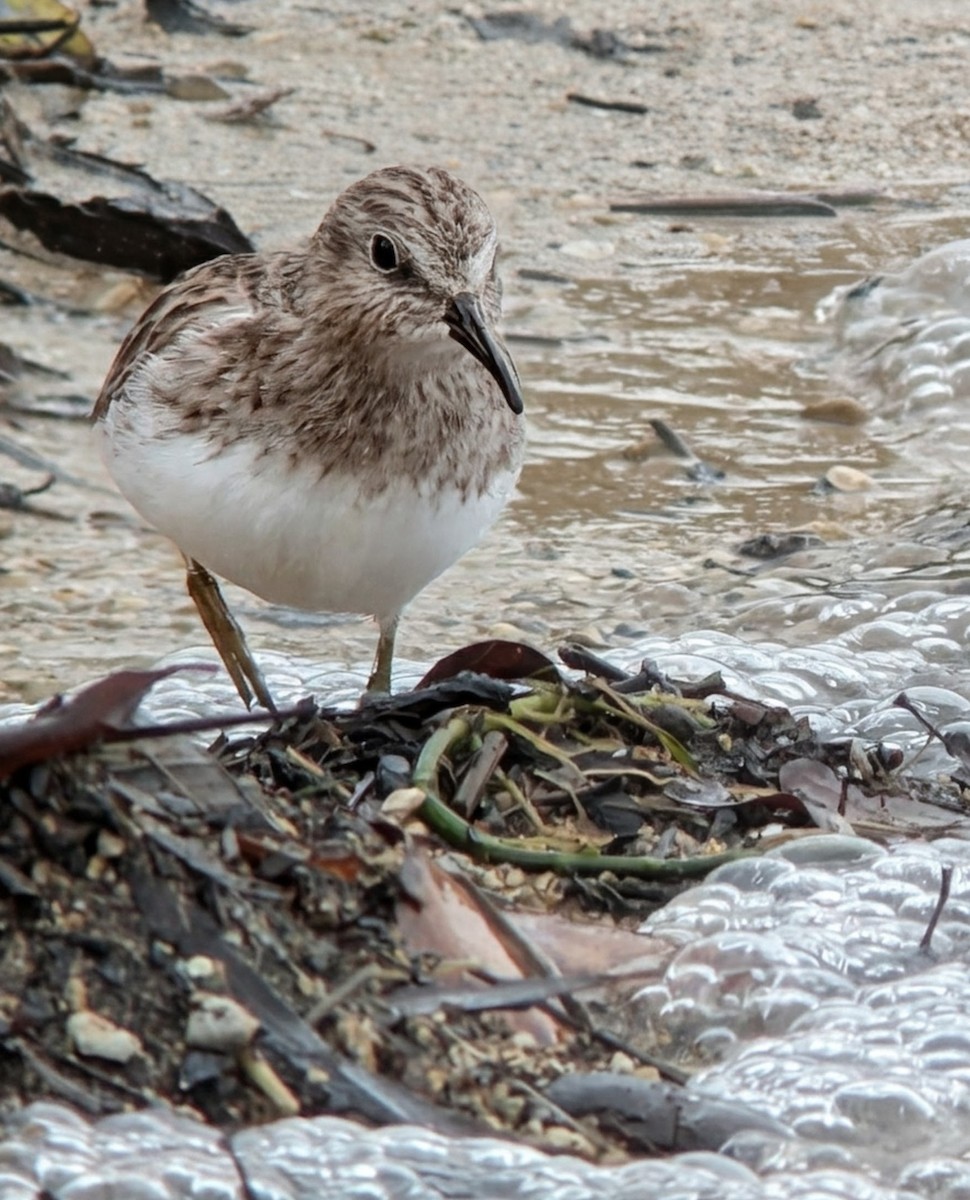 Least Sandpiper - ML646365775