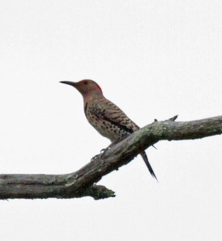 Northern Flicker - ML646365776