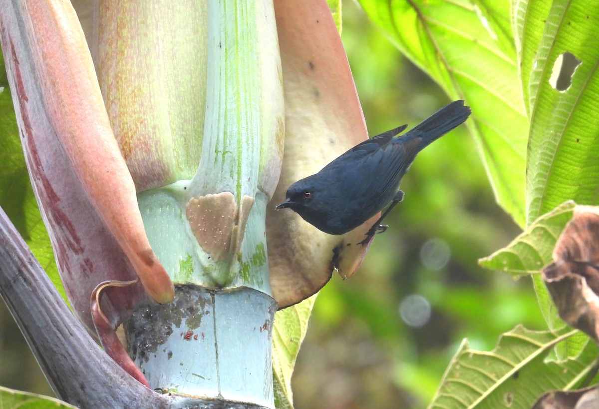 Bluish Flowerpiercer - ML646365777