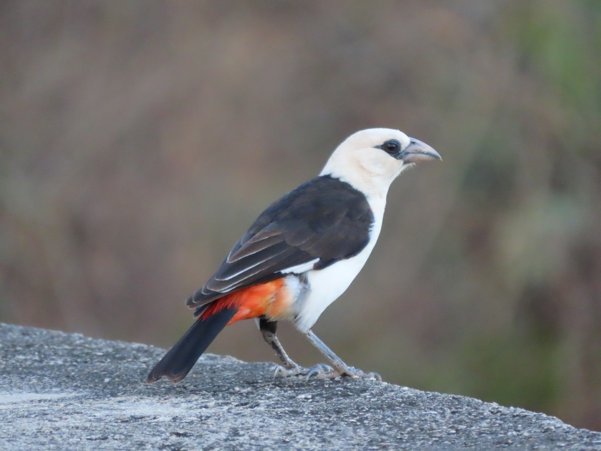White-headed Buffalo-Weaver - ML646365778