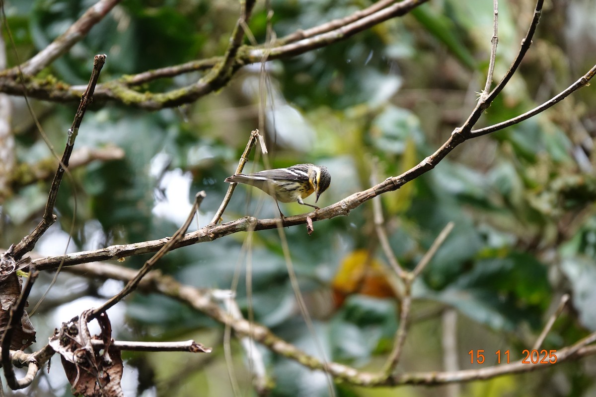 Blackburnian Warbler - ML646365779