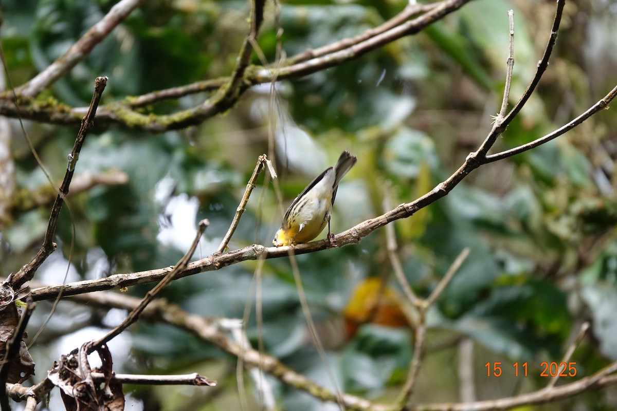 Blackburnian Warbler - ML646365780