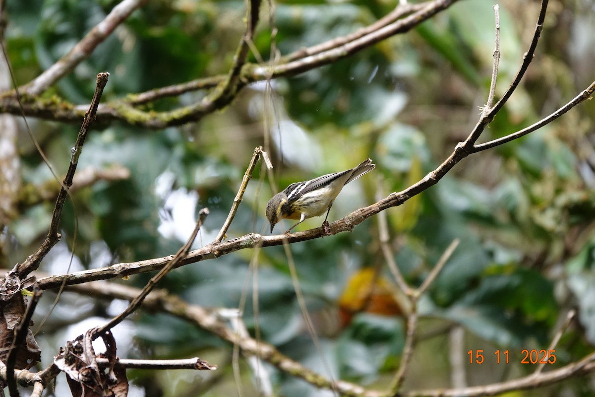 Blackburnian Warbler - ML646365781