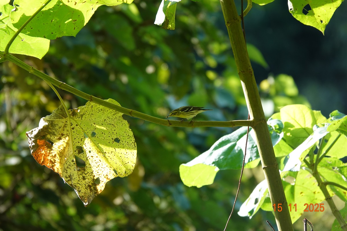 Blackburnian Warbler - ML646365783