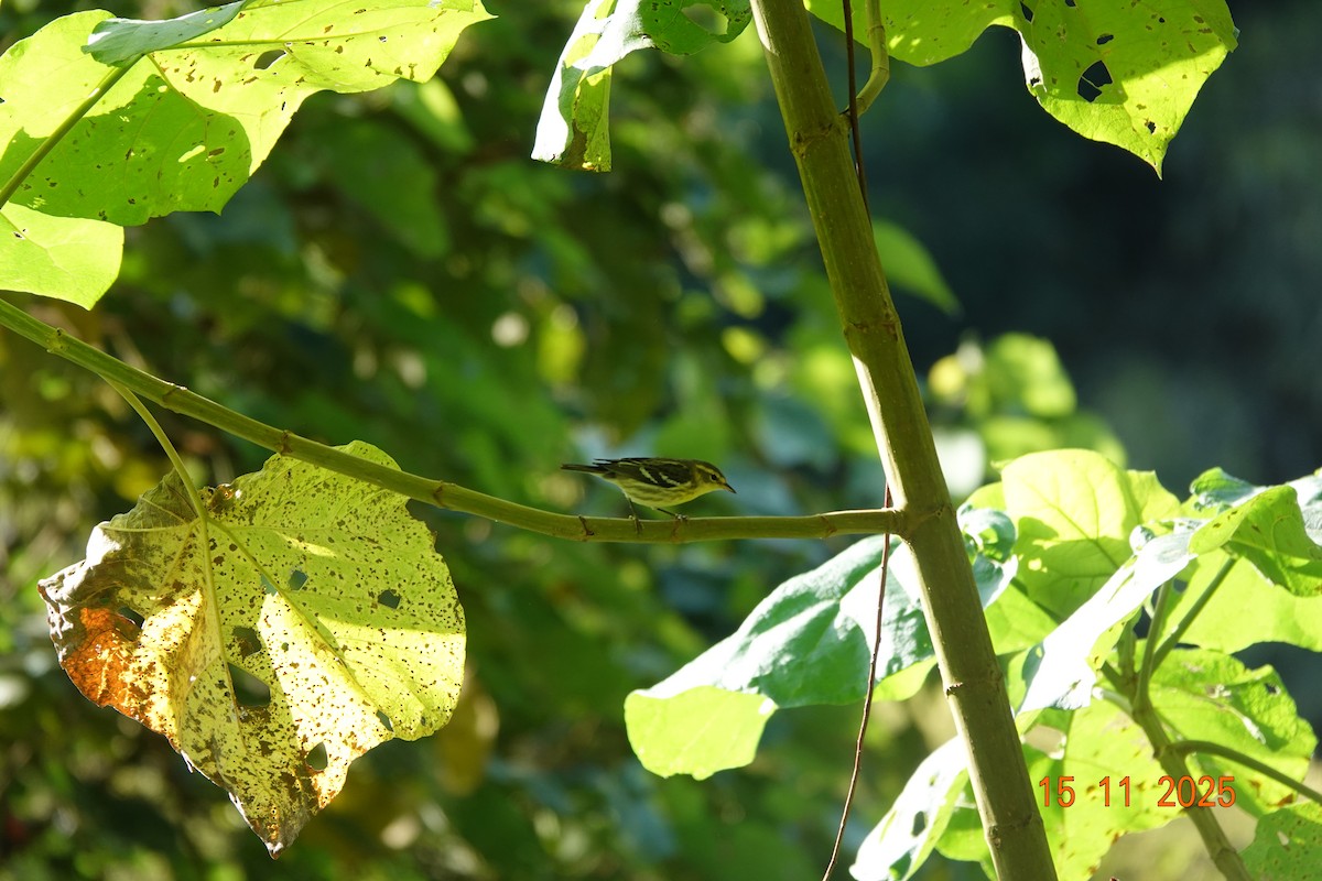Blackburnian Warbler - ML646365784