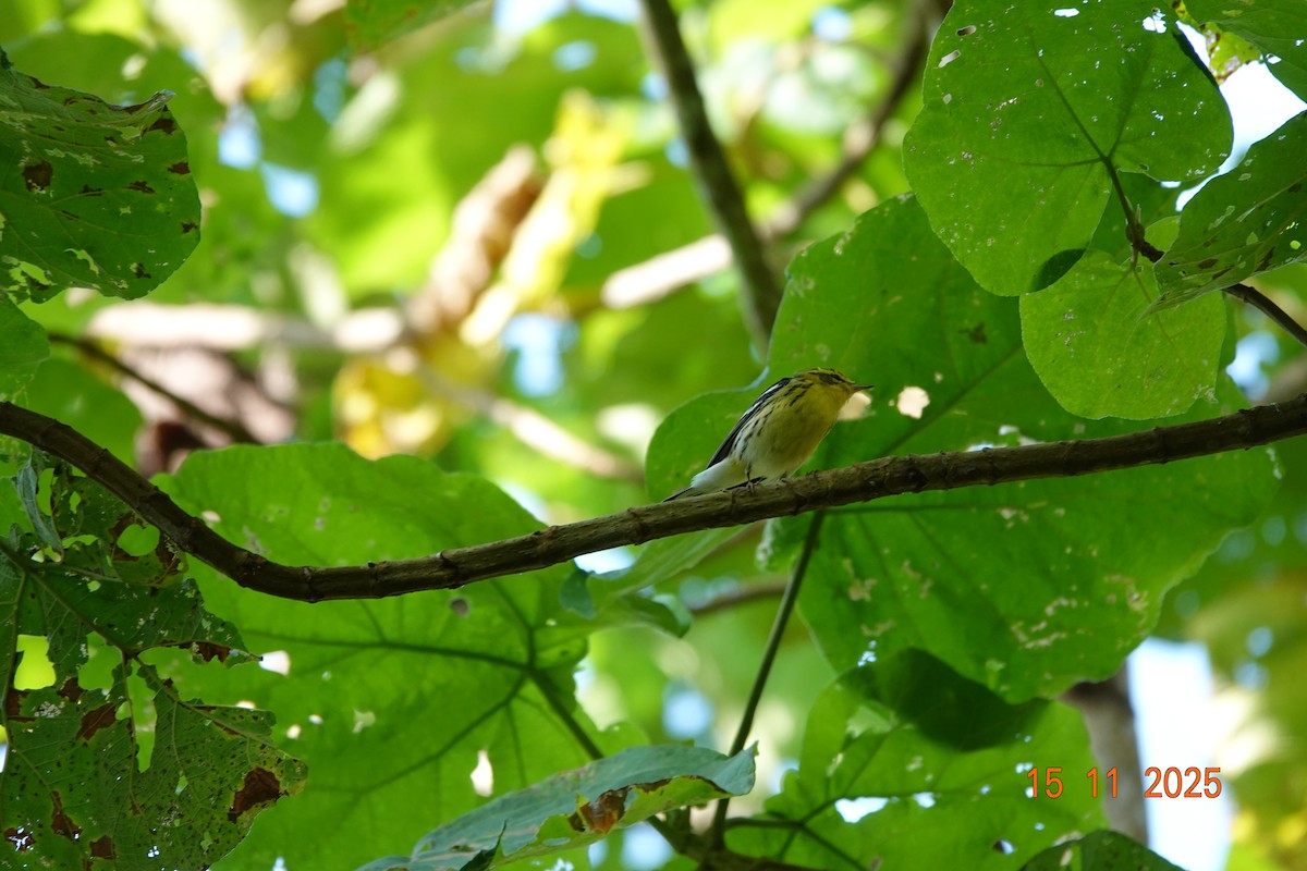 Blackburnian Warbler - ML646365786