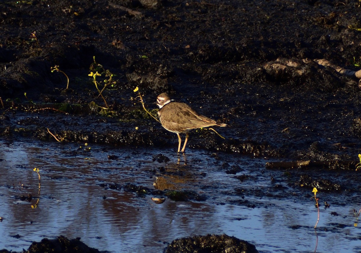 フタオビチドリ - ML646365796