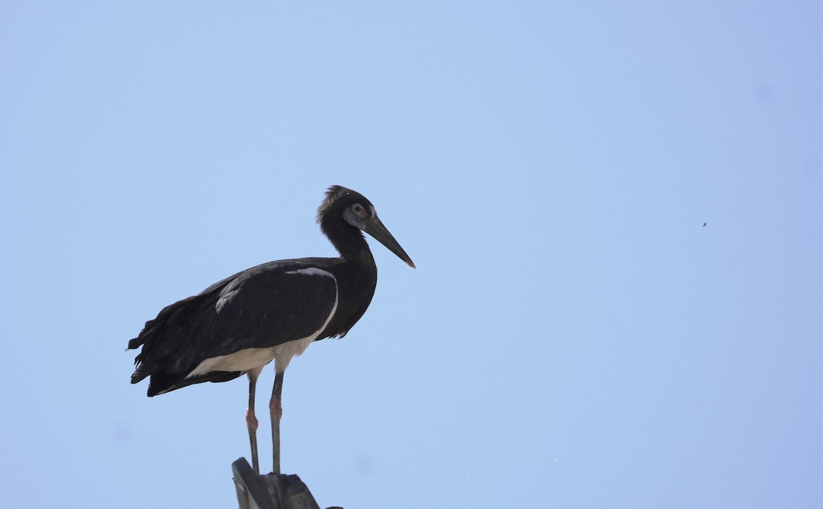 Abdim's Stork - ML646365798