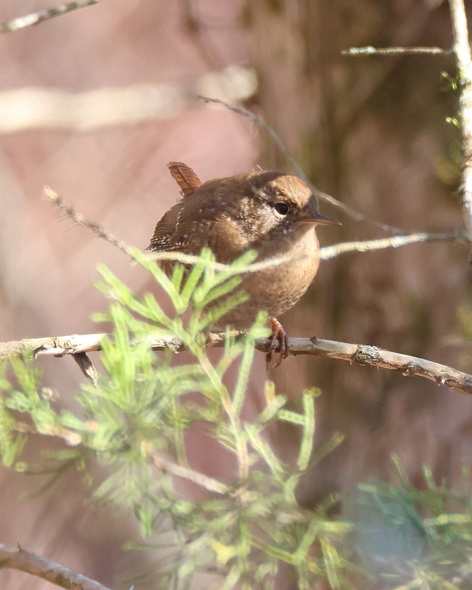 Winter Wren - ML646365800
