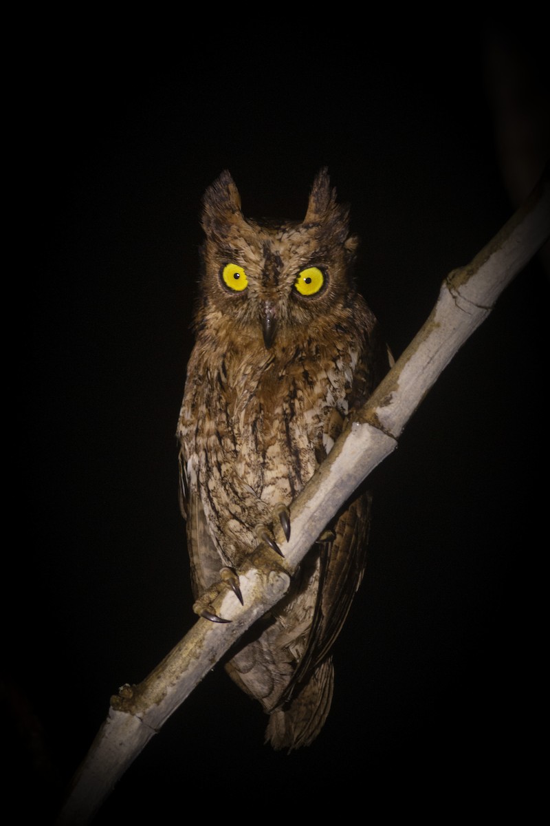 Moluccan Scops-Owl - ML646365801