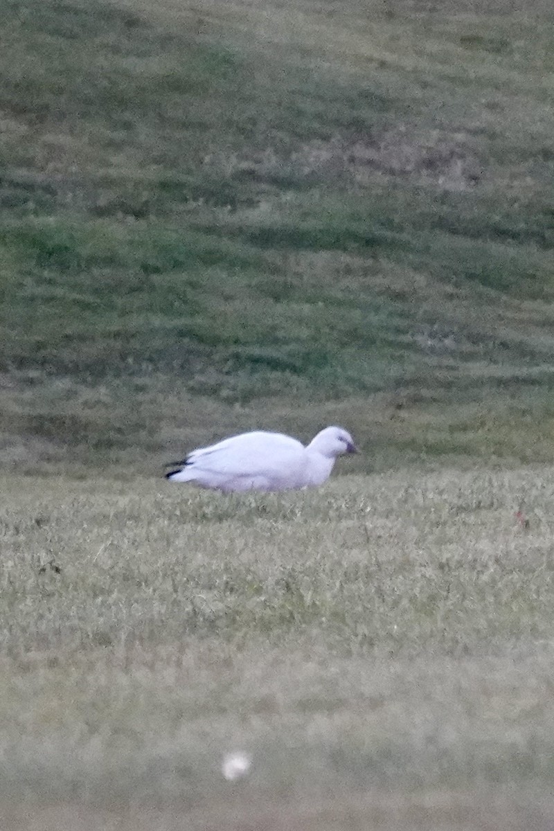 Ross's Goose - ML646365802