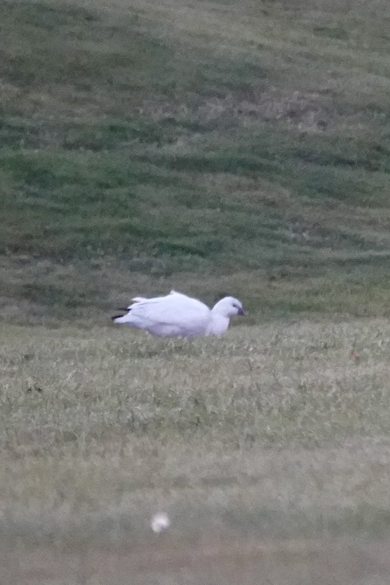 Ross's Goose - ML646365803