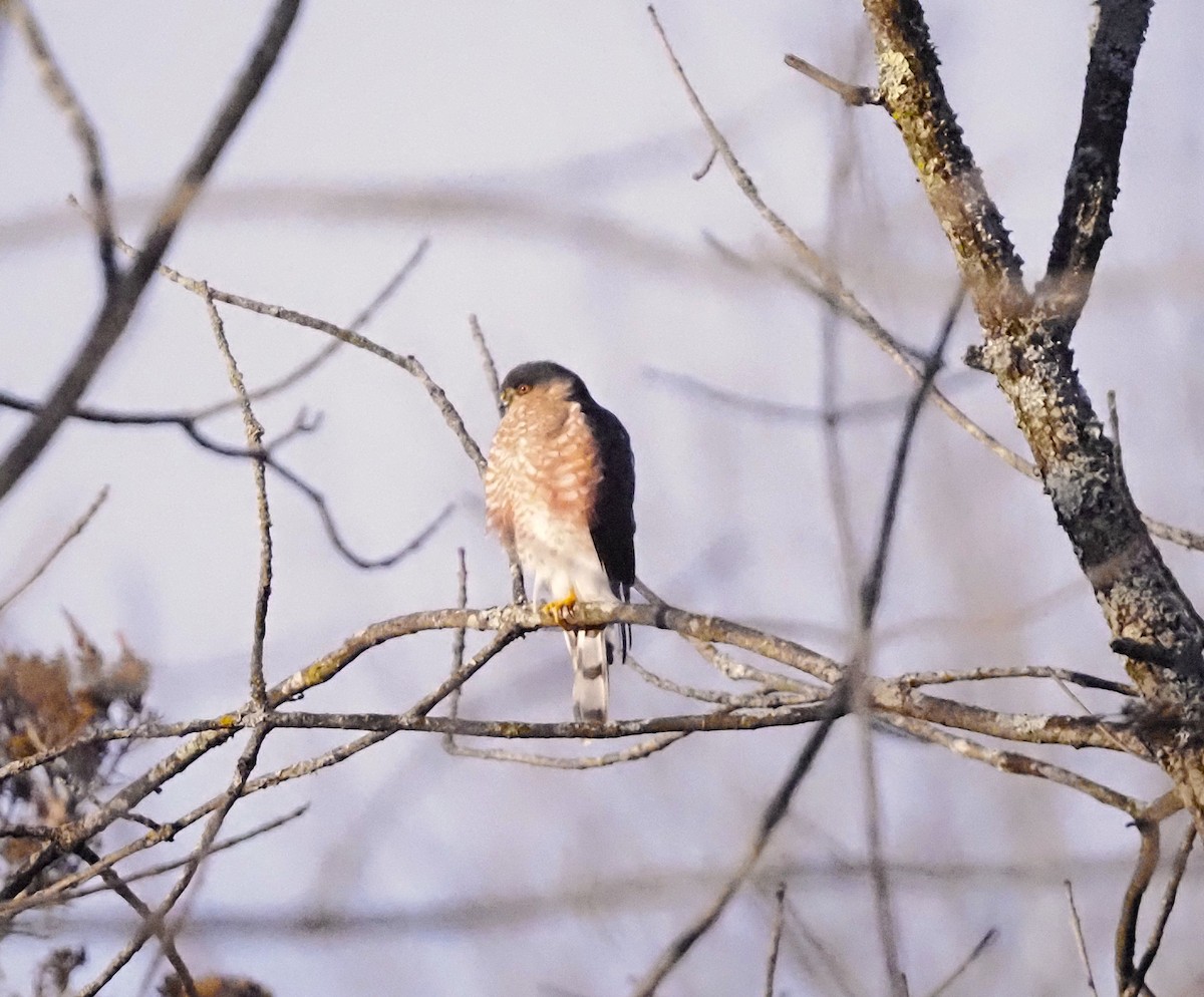 Sharp-shinned Hawk - ML646365805