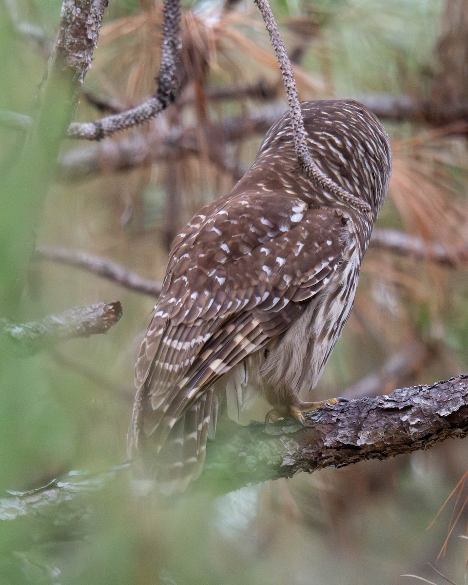 Barred Owl - ML646365811