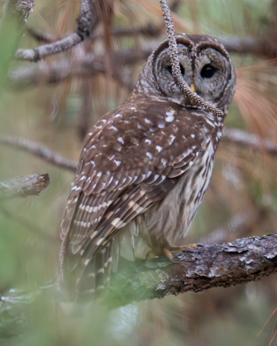 Barred Owl - ML646365812