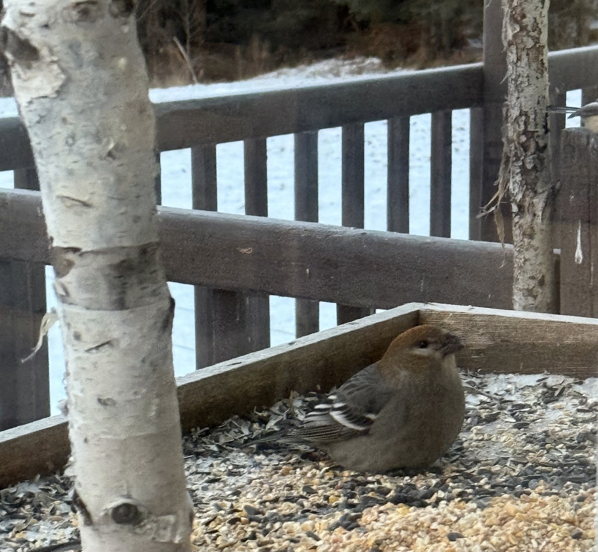 ギンザンマシコ - ML646365814