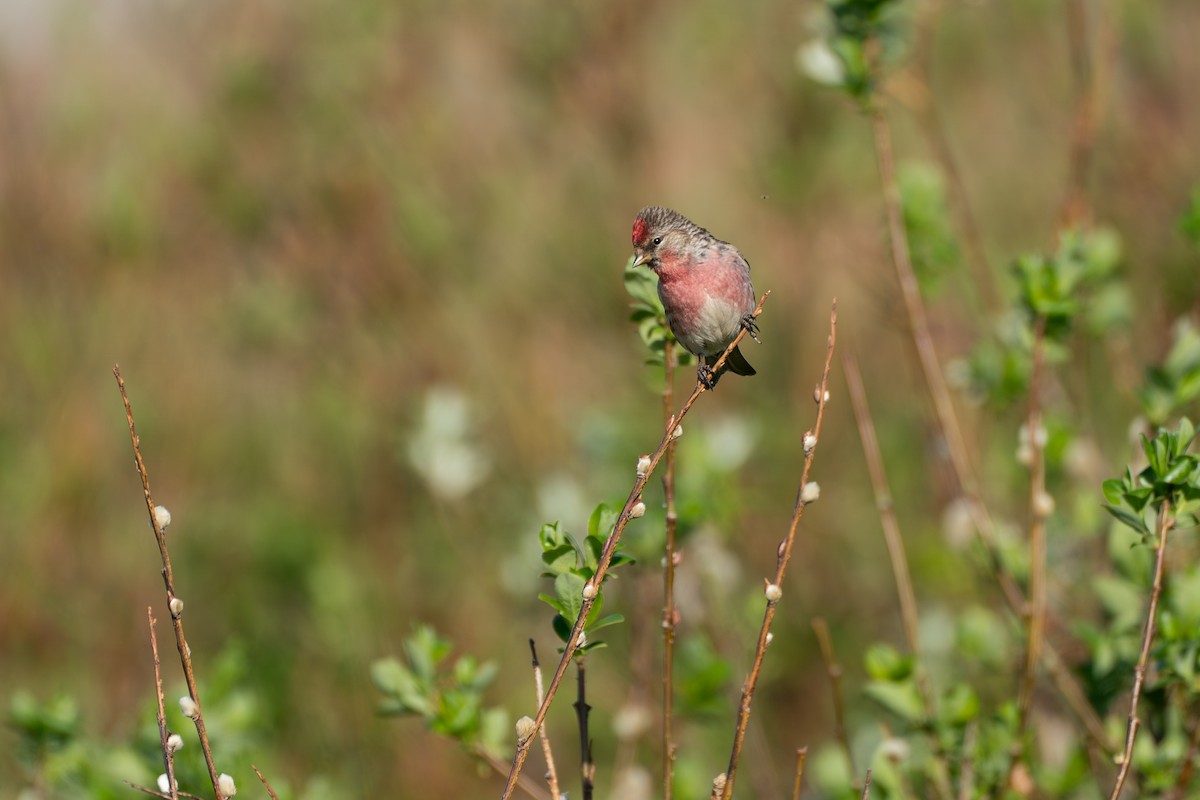 Redpoll (Common) - ML646365815