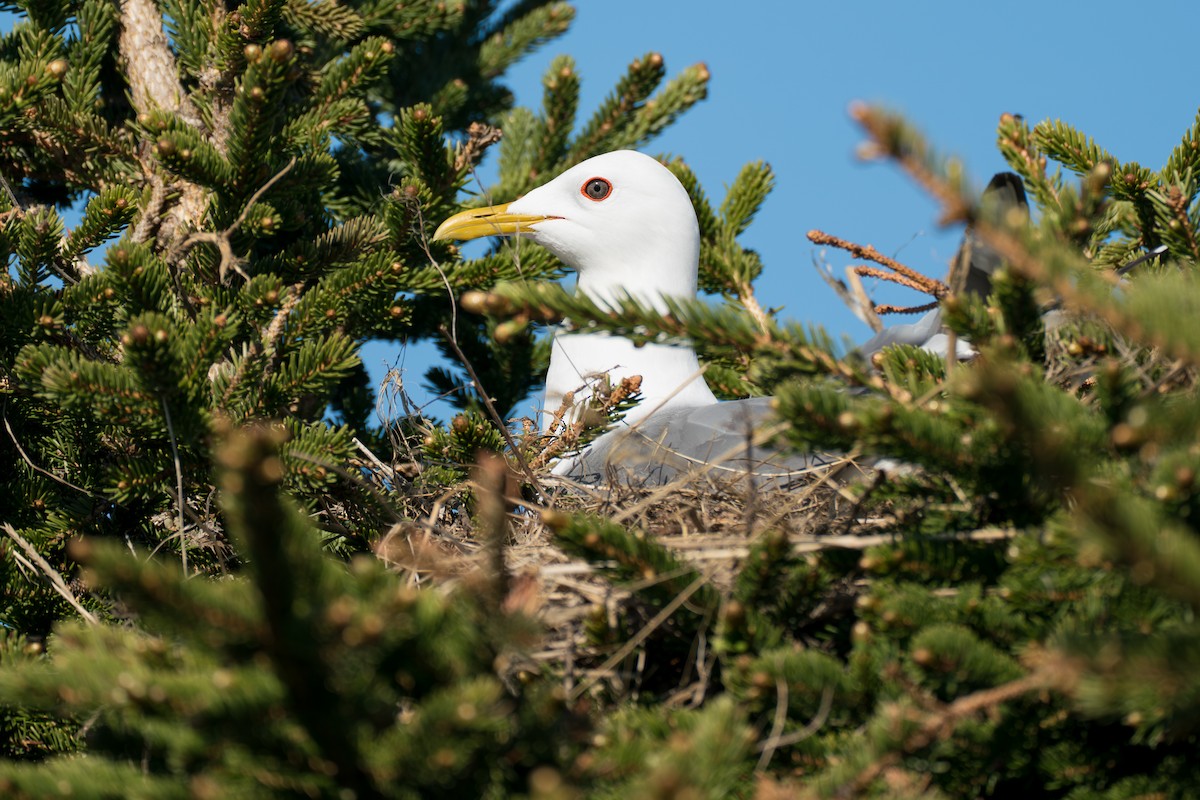 Short-billed Gull - ML646365817