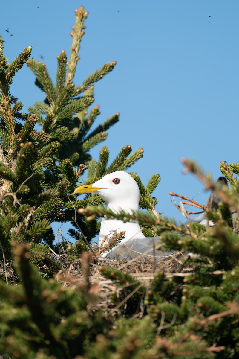 Short-billed Gull - ML646365818