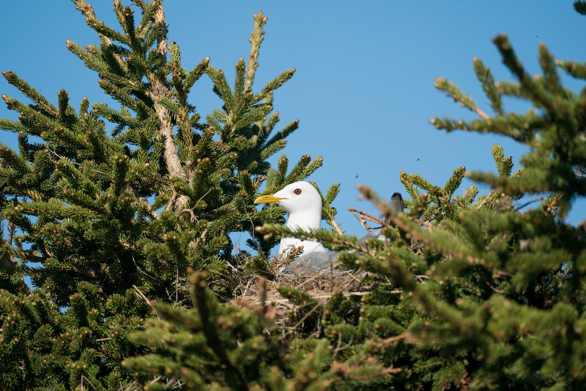 Short-billed Gull - ML646365819
