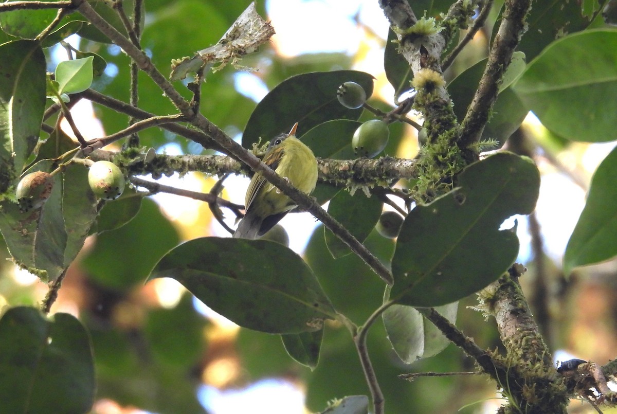 Variegated Bristle-Tyrant - ML646365823