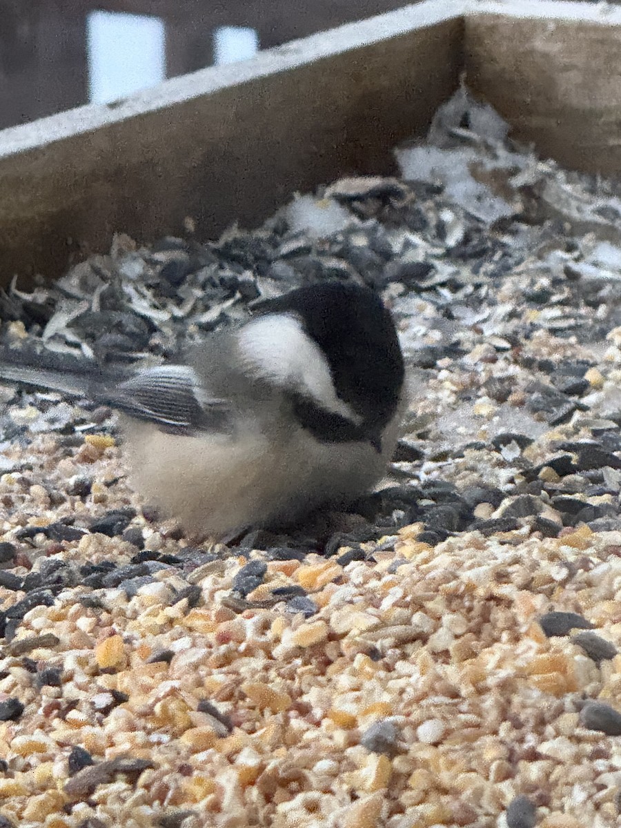 Гаїчка світлокрила - ML646365828