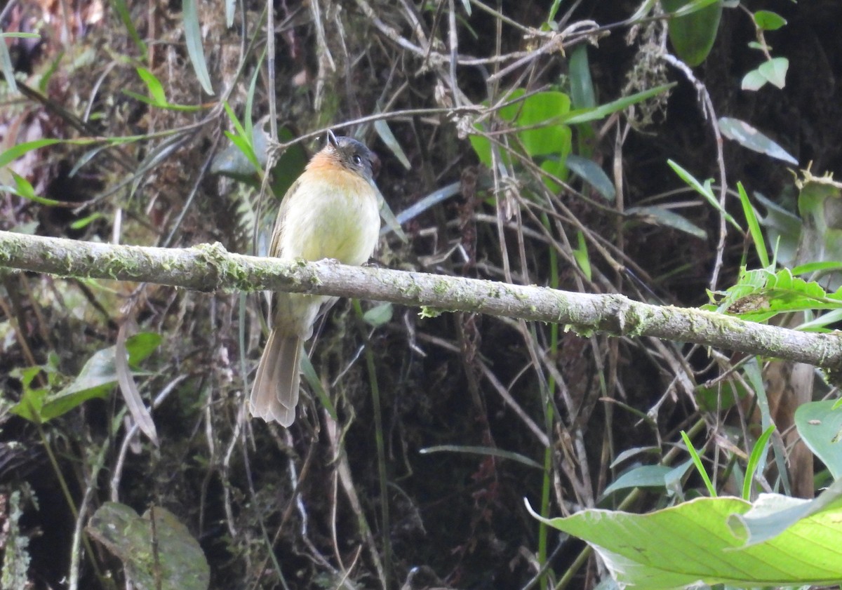 Rufous-breasted Flycatcher - ML646365834