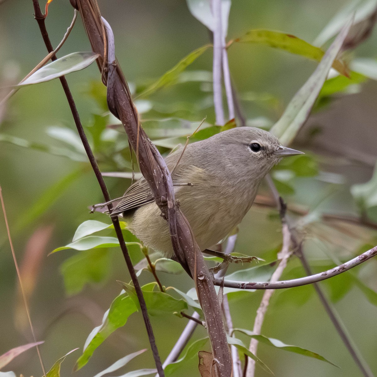 Orange-crowned Warbler - ML646365840