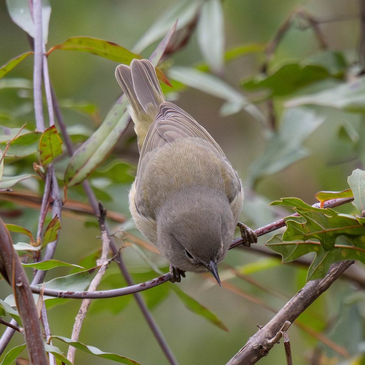 Orange-crowned Warbler - ML646365841