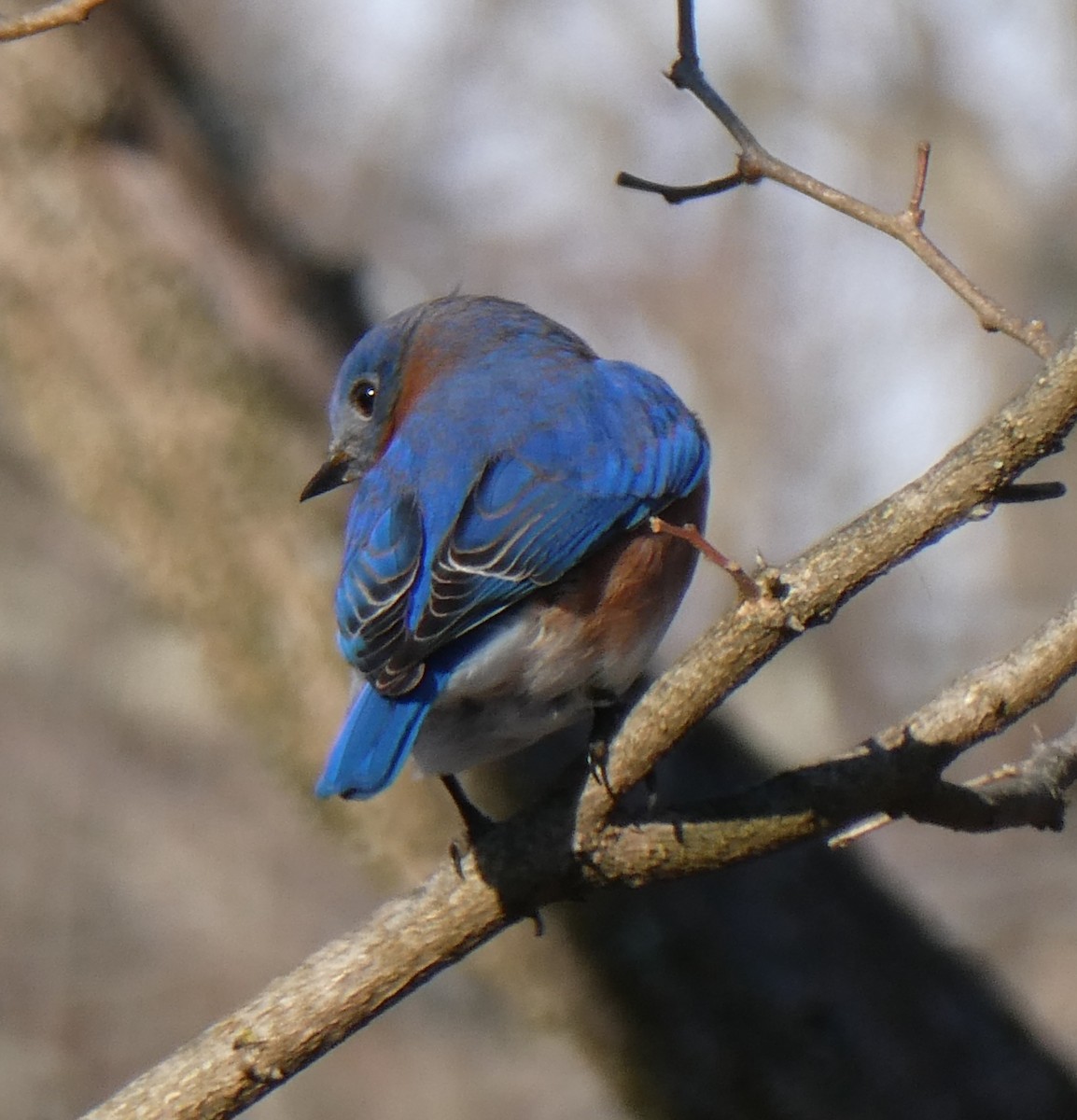 Eastern Bluebird - ML646365842