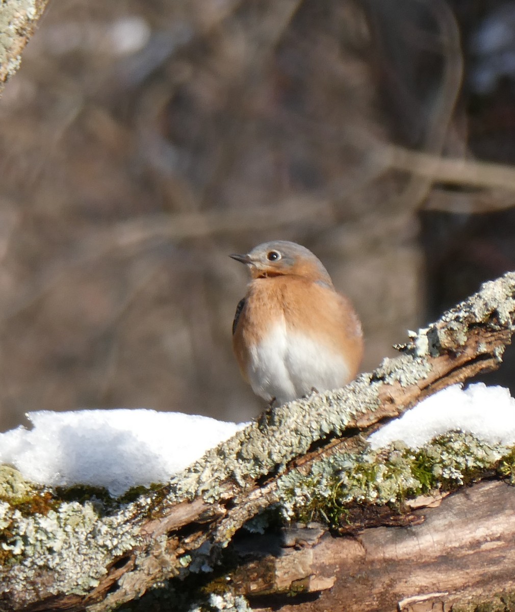 Eastern Bluebird - ML646365843
