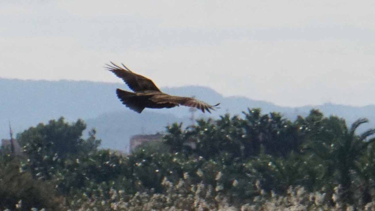 sivhauk - ML646365845