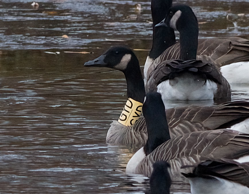 Canada Goose - ML646365847