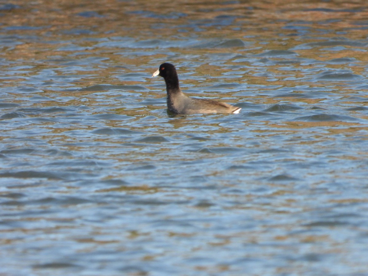 Лиска американська - ML646365850