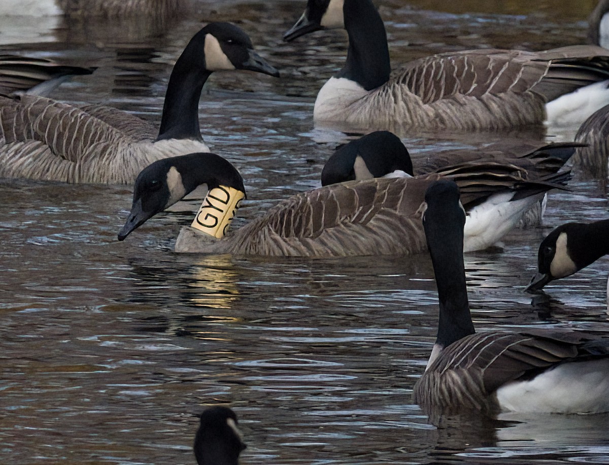 Canada Goose - ML646365851