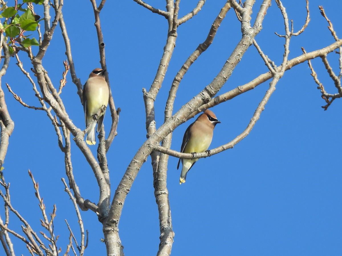 Sedir İpekkuyruğu - ML646365852