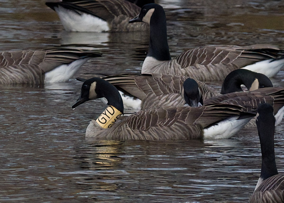 Canada Goose - ML646365855