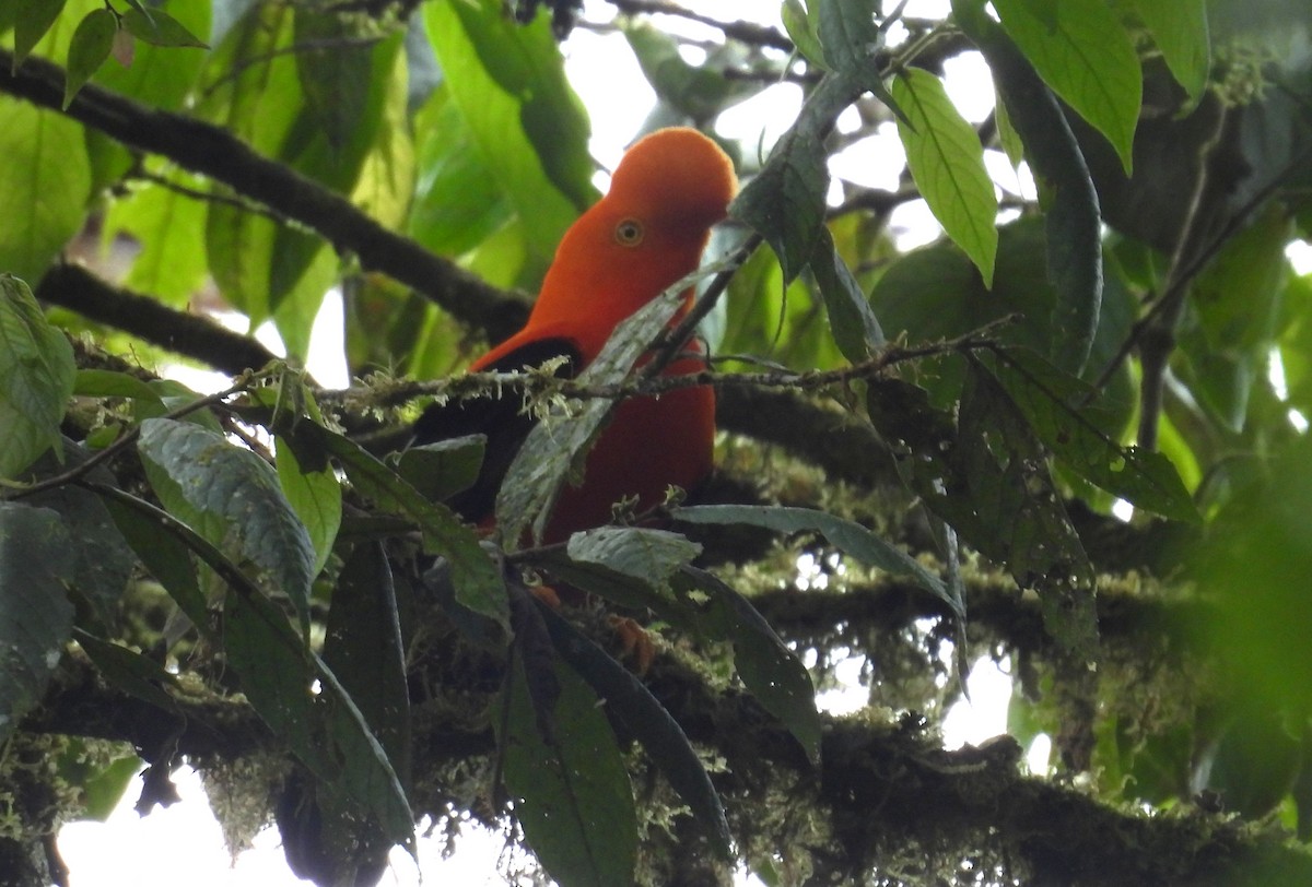 Andean Cock-of-the-rock - ML646365858