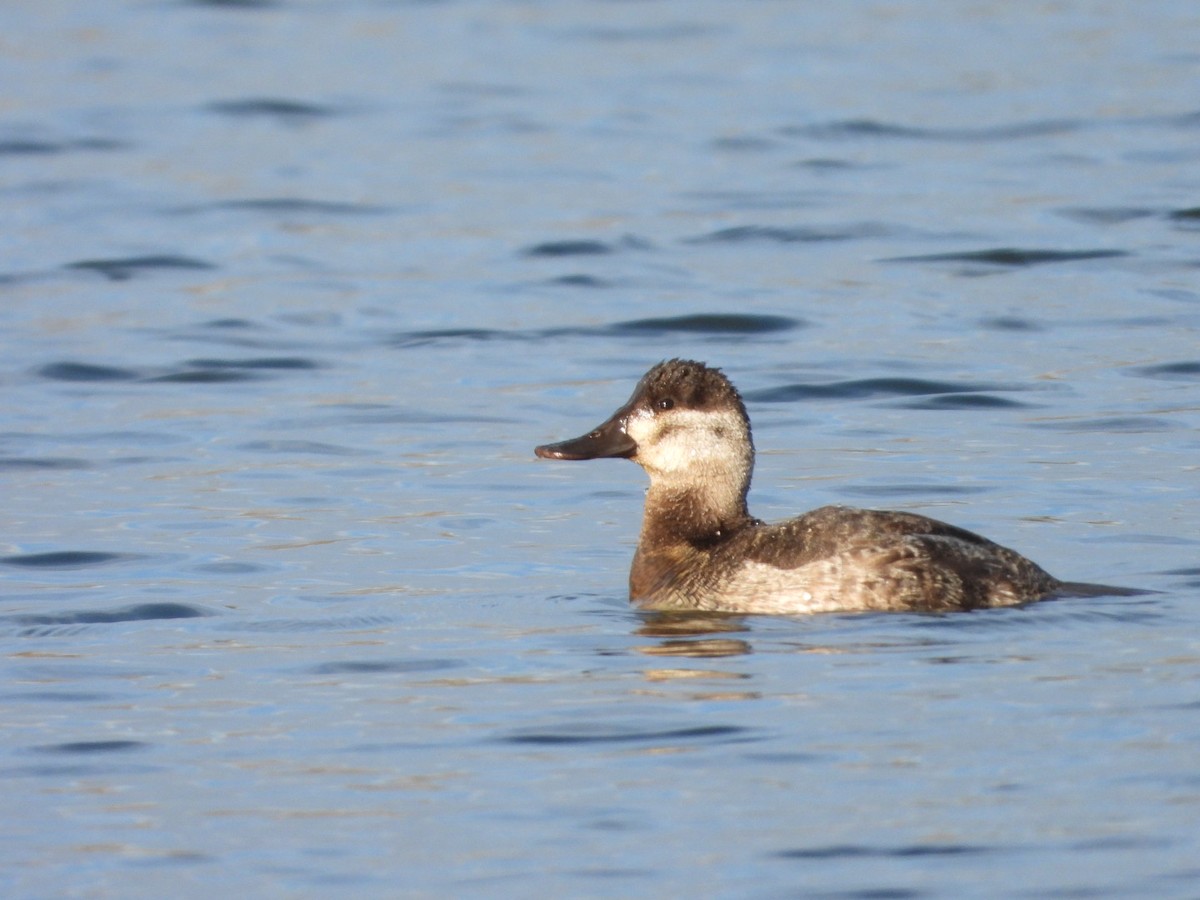 Ruddy Duck - ML646365859