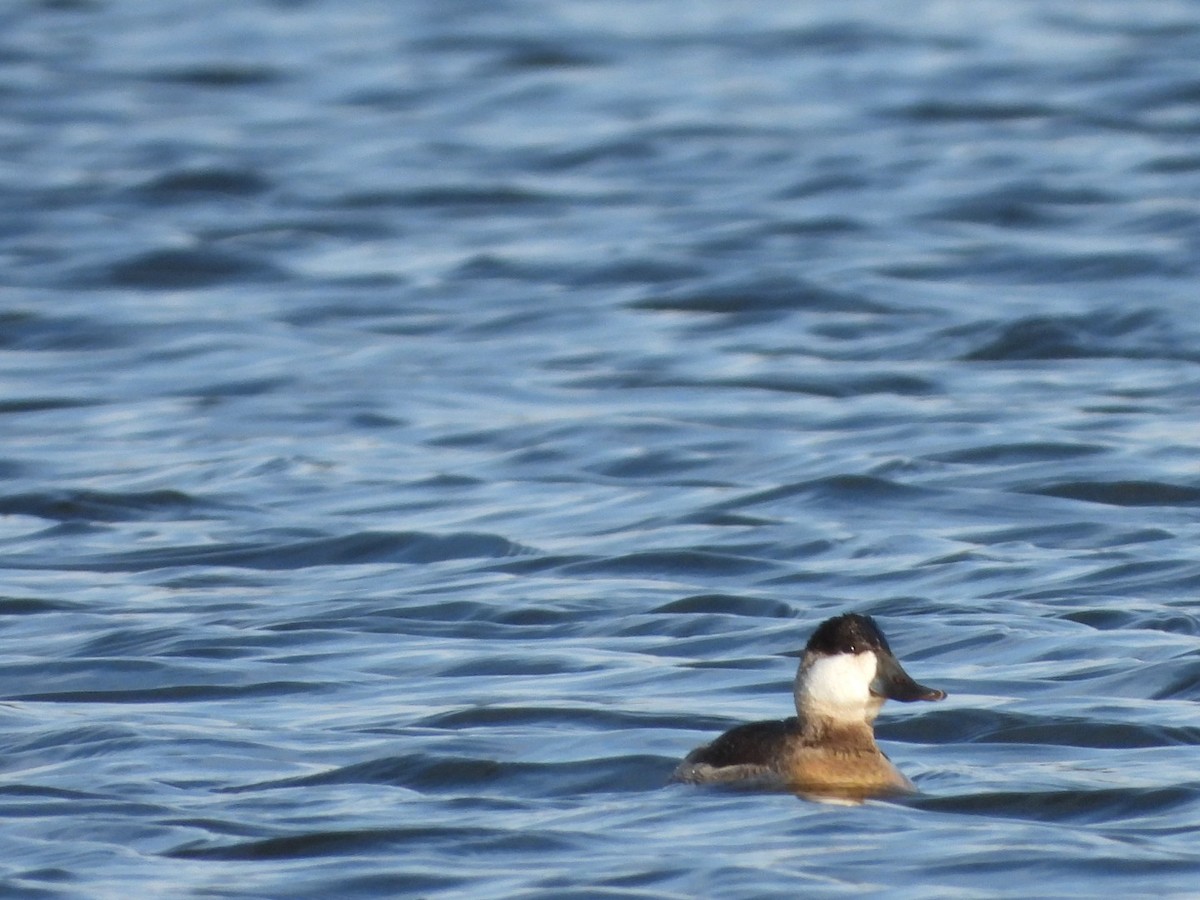 Ruddy Duck - ML646365860