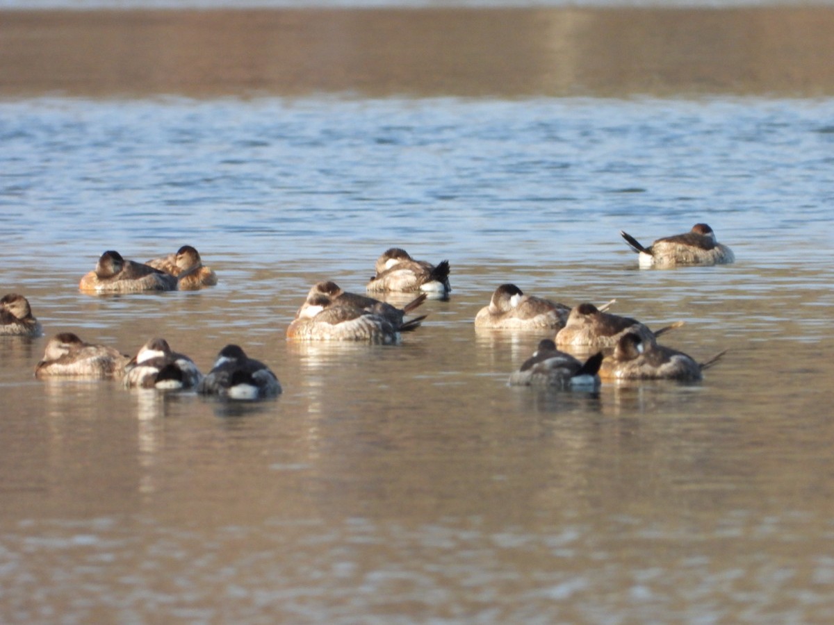 Ruddy Duck - ML646365861