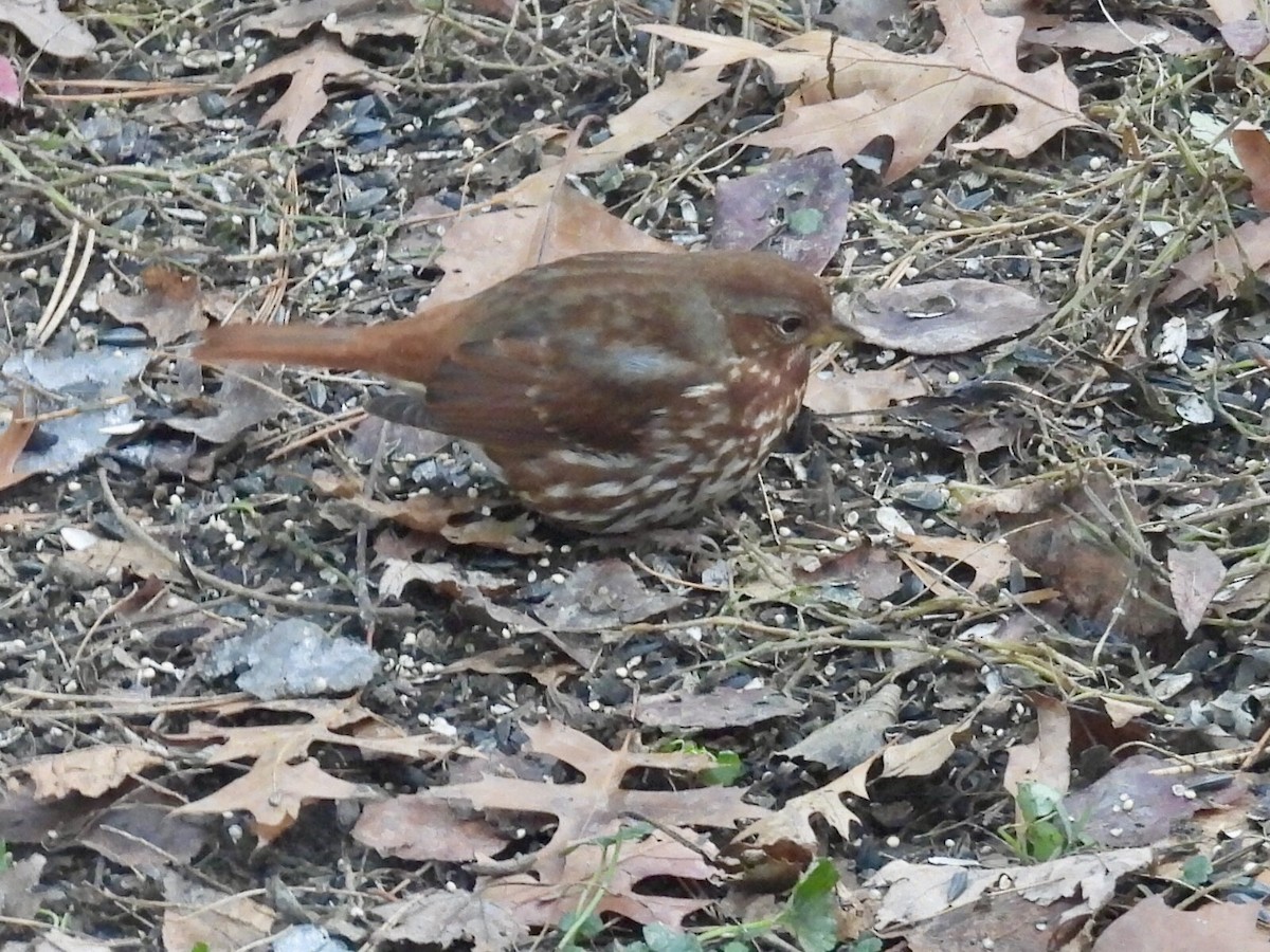 Fox Sparrow - ML646365868