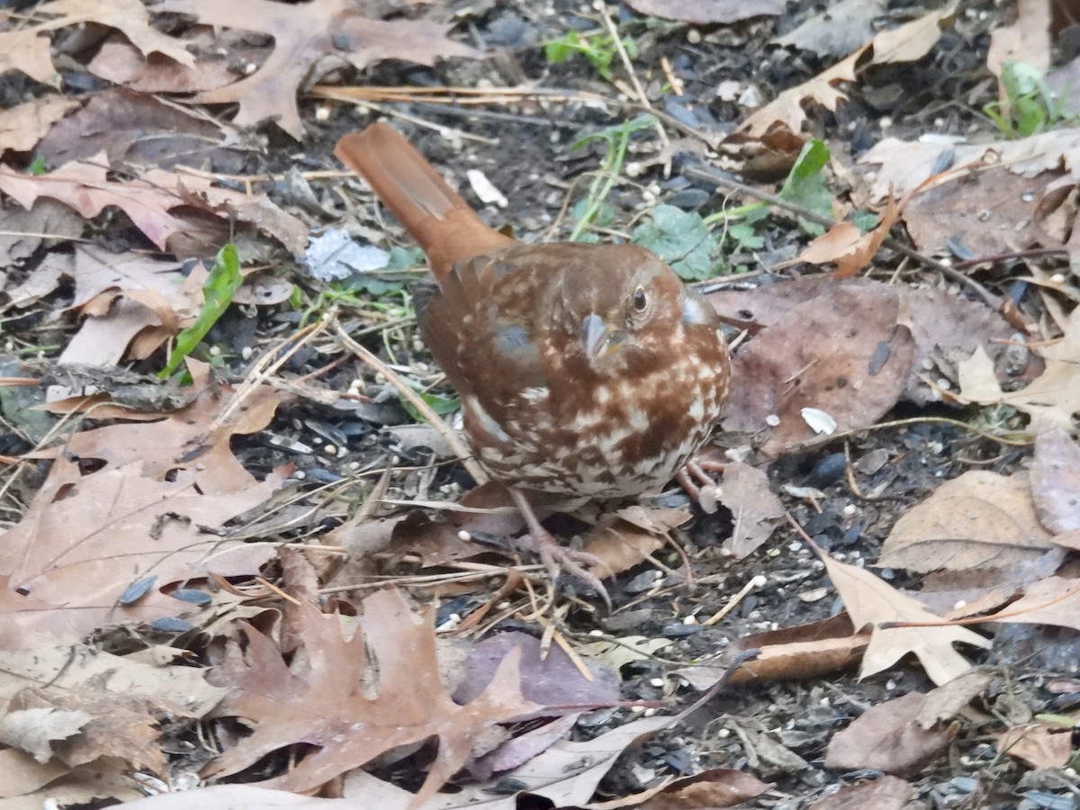 Fox Sparrow - ML646365869