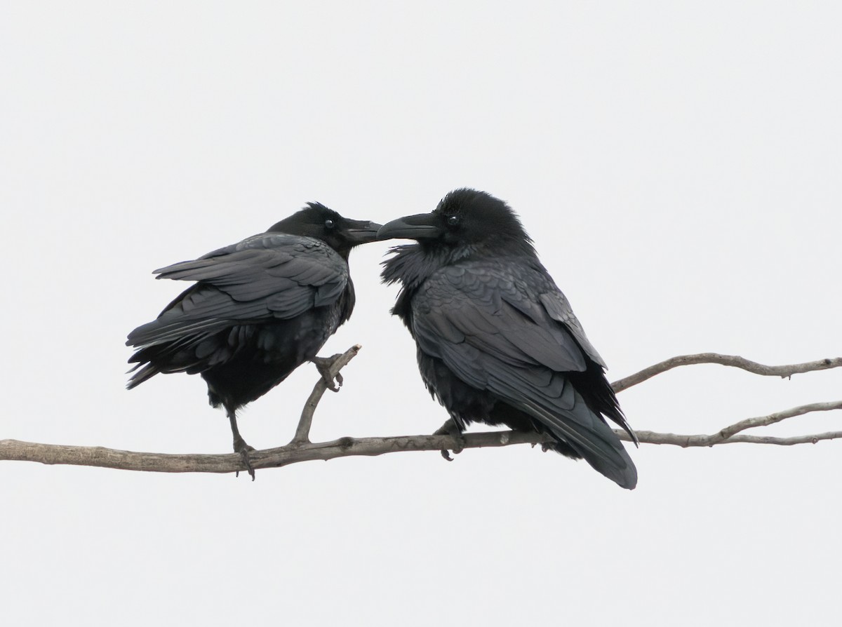 krkavec velký - ML646365871