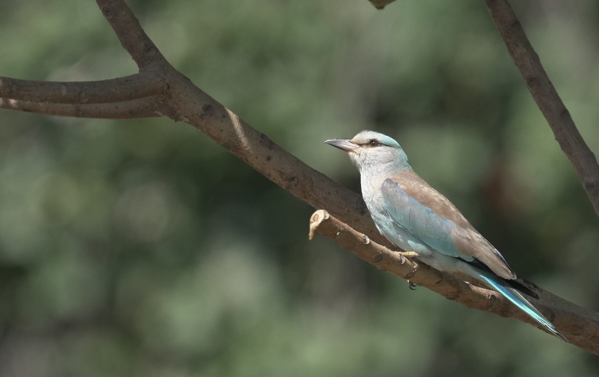 ニシブッポウソウ - ML646365872