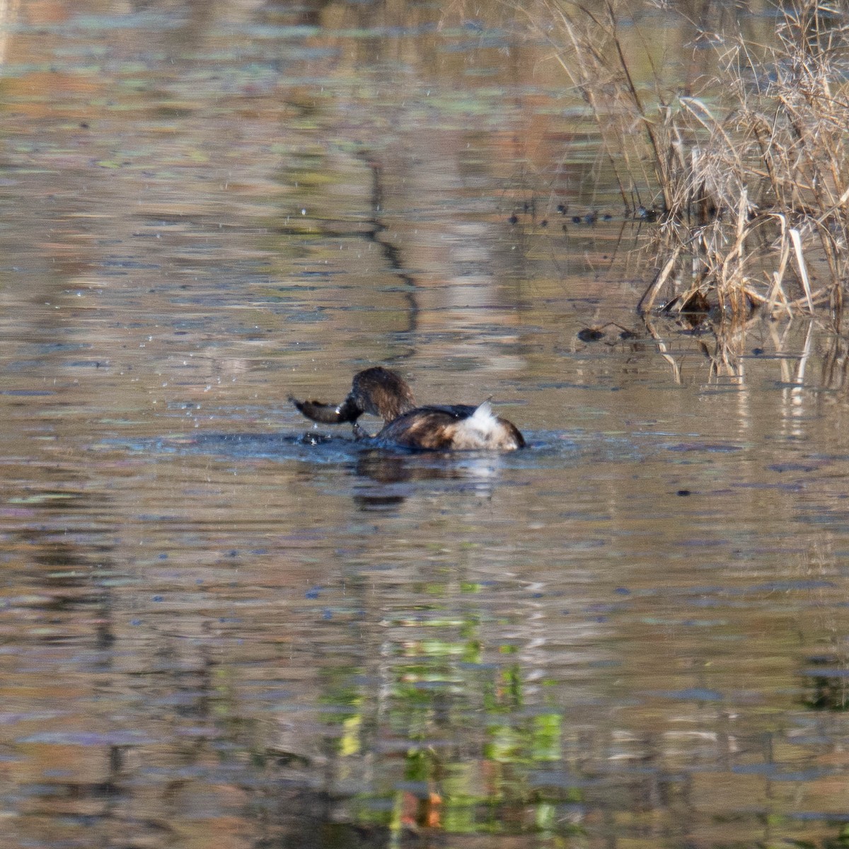 Pied-billed Grebe - ML646365873