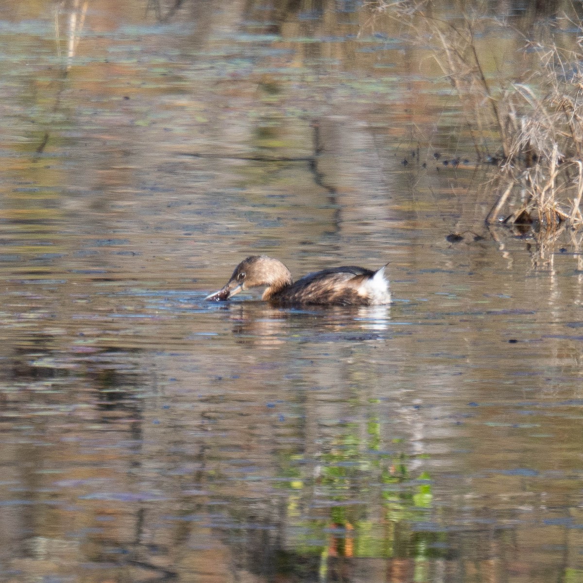 Pied-billed Grebe - ML646365874