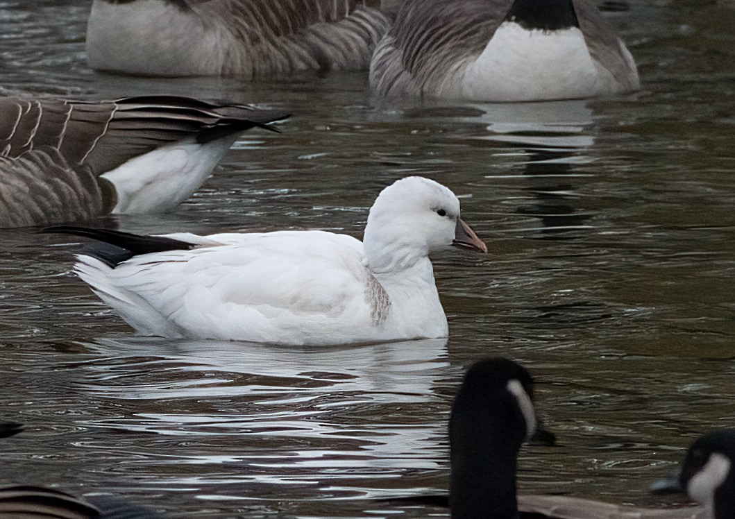 ヒメハクガン - ML646365876